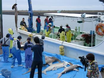 フカ狩り4 フカ狩り4