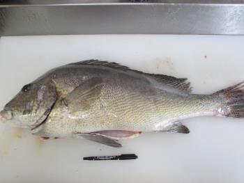 コーコ鯛 コーコ鯛