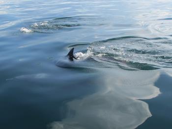 イルカさん イルカさん