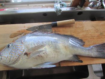 コーコ鯛 コーコ鯛