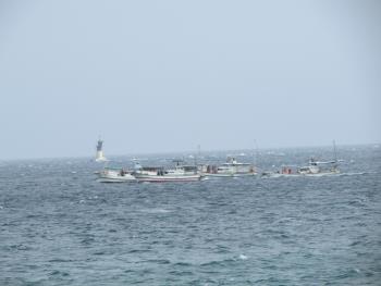 イルカウォッチング イルカウォッチング