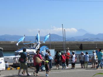 イルカウォッチング イルカウォッチング