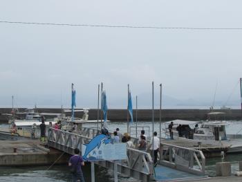 イルカウォッチング イルカウォッチング