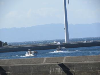 イルカウォッチング イルカウォッチング