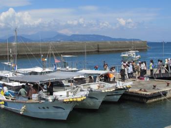 イルカウォッチング イルカウォッチング