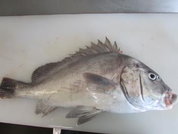 コーコ鯛 コーコ鯛