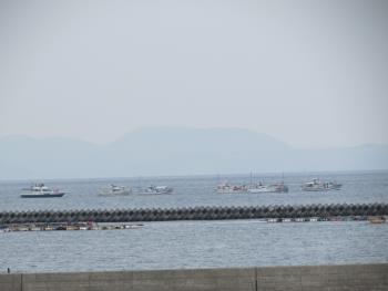 イルカウォッチング イルカウォッチング