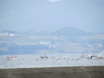 イルカウォッチング イルカウォッチング