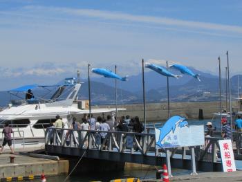 イルカウォッチング イルカウォッチング