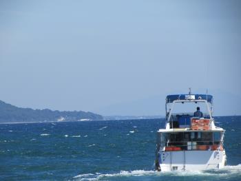 イルカウォッチング イルカウォッチング