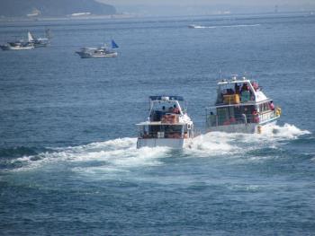 イルカウォッチング イルカウォッチング