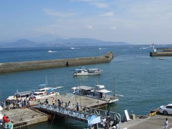 イルカウォッチング イルカウォッチング