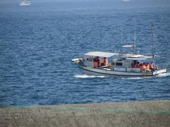 イルカウォッチング イルカウォッチング