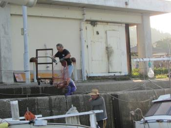 水揚げ風景 水揚げ風景