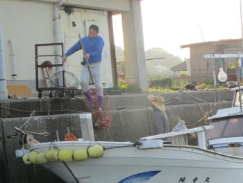 水揚げ風景 水揚げ風景