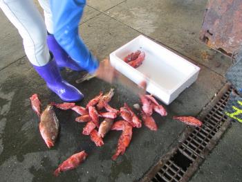 水揚げ風景 水揚げ風景