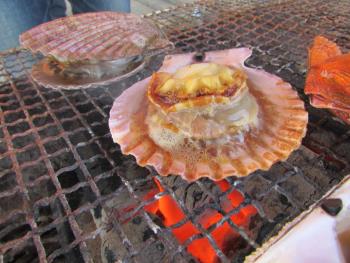 ヒオウギ貝 ヒオウギ貝