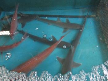 ノーソー ノーソー