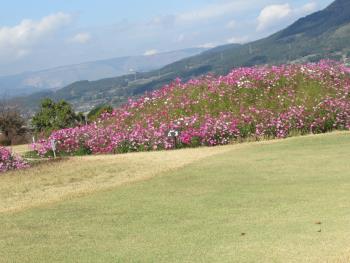 コスモス コスモス