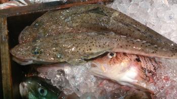 クサゴチ クサゴチ