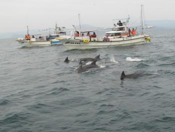 イルカウォッチング イルカウォッチング