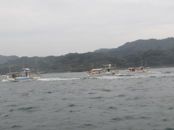 イルカウォッチング イルカウォッチング