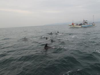 イルカウォッチング イルカウォッチング