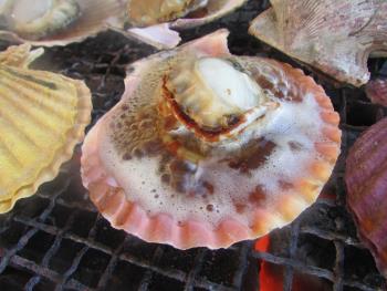 ヒオウギ貝 ヒオウギ貝