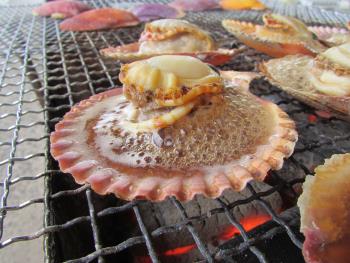 ヒオウギ貝 ヒオウギ貝