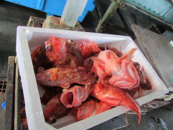 ガラカブ ガラカブ