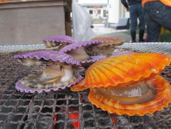 ヒオウギ貝 ヒオウギ貝