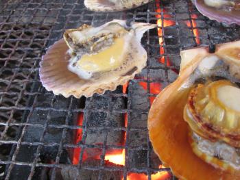 ヒオウギ貝 ヒオウギ貝