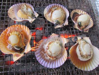 ヒオウギ貝 ヒオウギ貝