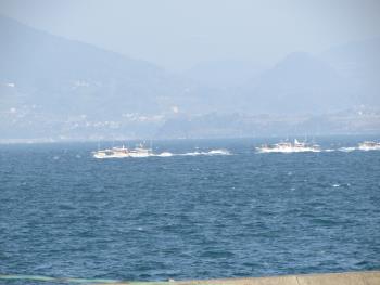 イルカウォッチング イルカウォッチング