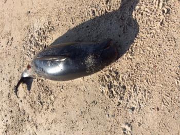 スナメリ スナメリ