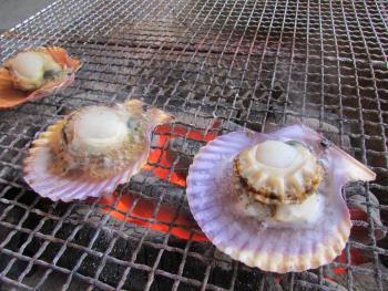 ヒオウギ貝 ヒオウギ貝