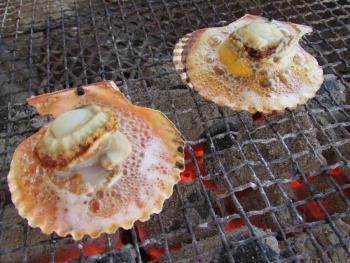 ヒオウギ貝 ヒオウギ貝