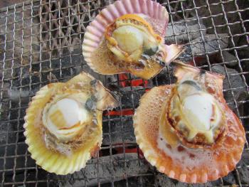 ヒオウギ貝 ヒオウギ貝