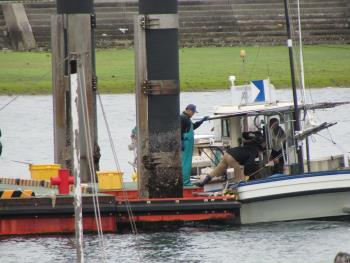 トサカ漁 トサカ漁