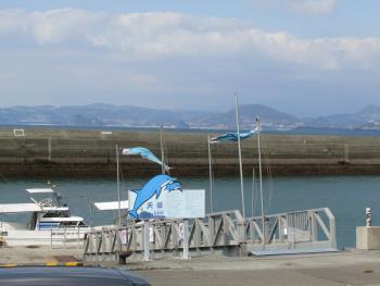 イルカウォッチング イルカウォッチング