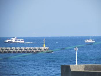 イルカウォッチング イルカウォッチング