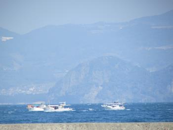 イルカウォッチング イルカウォッチング