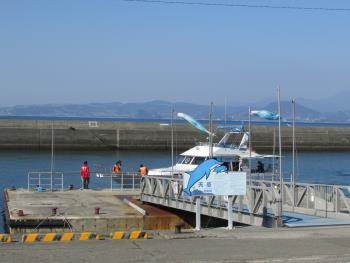 イルカウォッチング イルカウォッチング