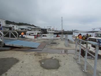 イルカウォッチング イルカウォッチング