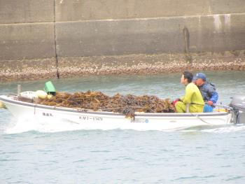 ワカメ漁 ワカメ漁