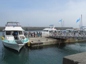 イルカウォッチング イルカウォッチング