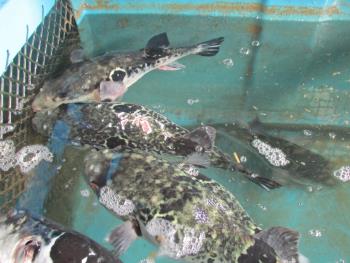 トラフグ トラフグ