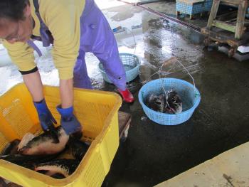 水揚げ風景 水揚げ風景