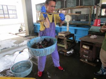 水揚げ風景 水揚げ風景