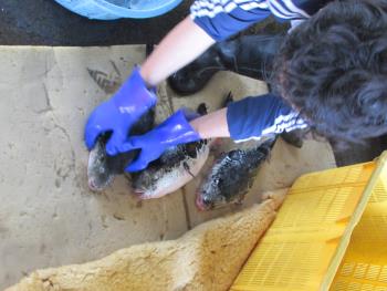 水揚げ風景 水揚げ風景